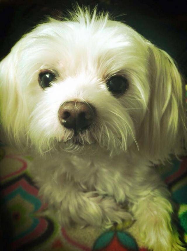 10013956_10153842412549540_3632084370464439212_n