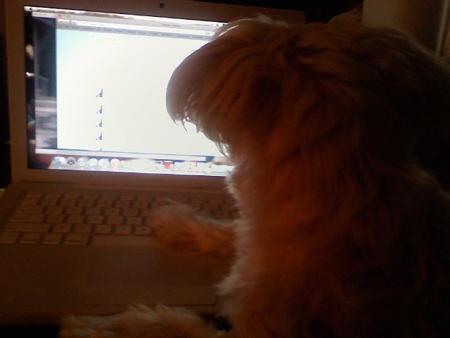 40493_451356724539_3412048_n